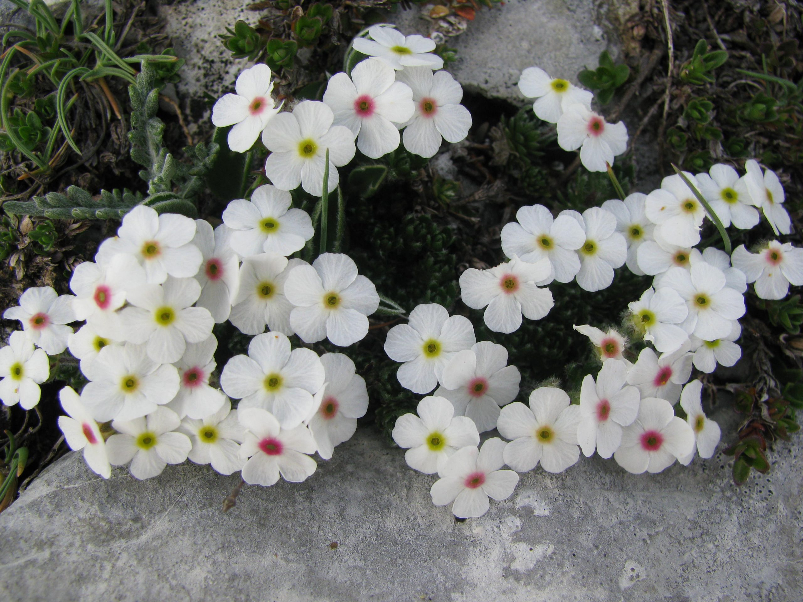 Androsace villosa ©Marcos Mendez