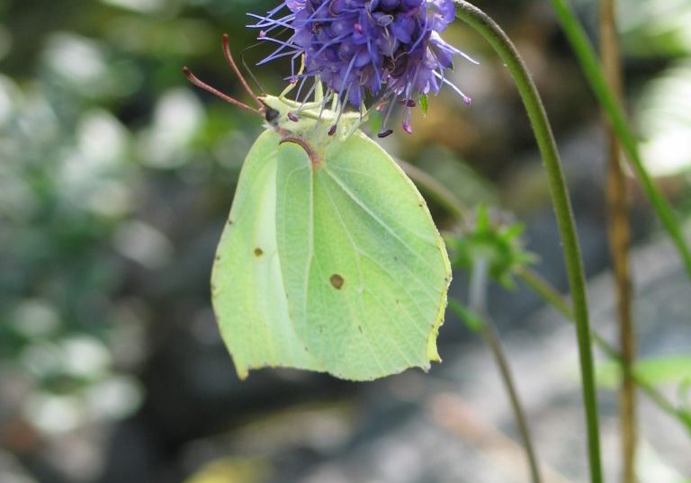Sitronsommerfugl © Stein Joar Hegland